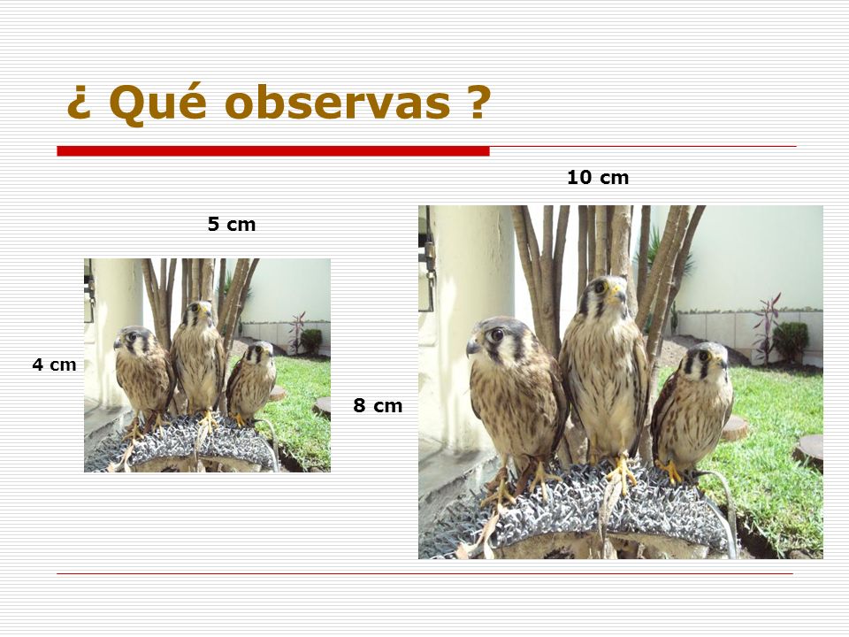 ¿ Qué observas 10 cm 5 cm 4 cm 8 cm