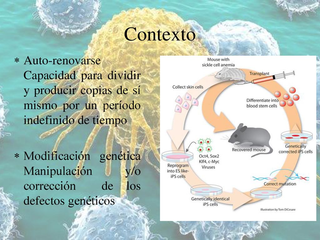Contexto Auto-renovarse Capacidad para dividir y producir copias de sí mismo por un período indefinido de tiempo.