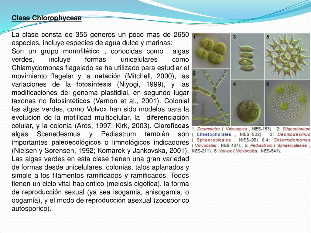 Clase Chlorophyceae La clase consta de 355 generos un poco mas de 2650 especies, incluye especies de agua dulce y marinas:
