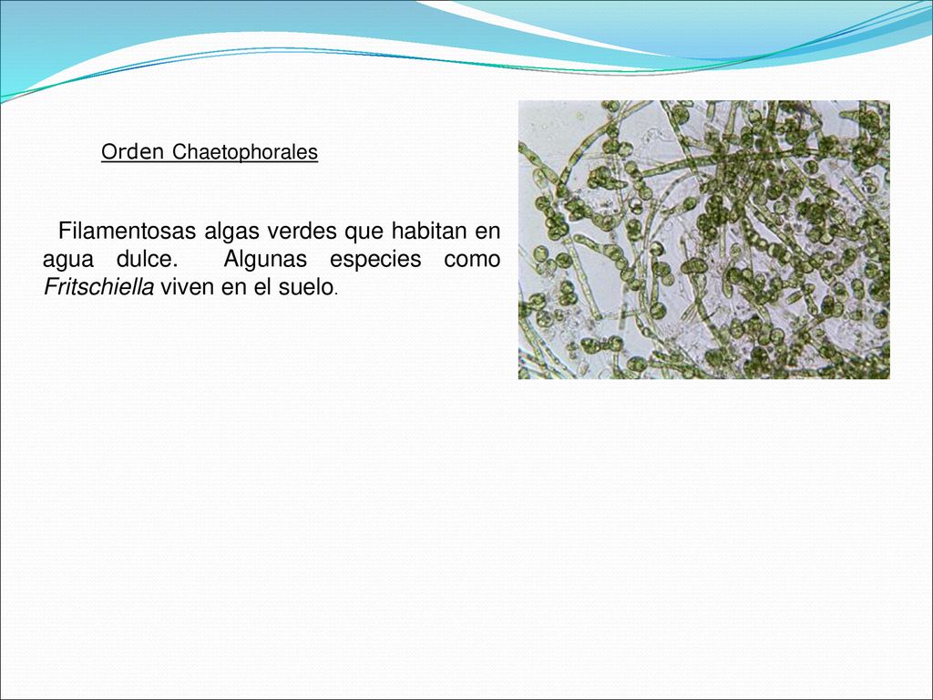 Orden Chaetophorales Filamentosas algas verdes que habitan en agua dulce.