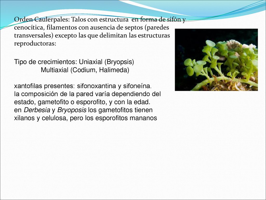 Orden Caulerpales: Talos con estructura en forma de sifón y cenocítica, filamentos con ausencia de septos (paredes transversales) excepto las que delimitan las estructuras reproductoras: