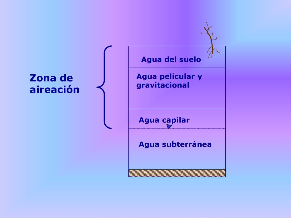 Zona de aireación Agua del suelo Agua pelicular y gravitacional