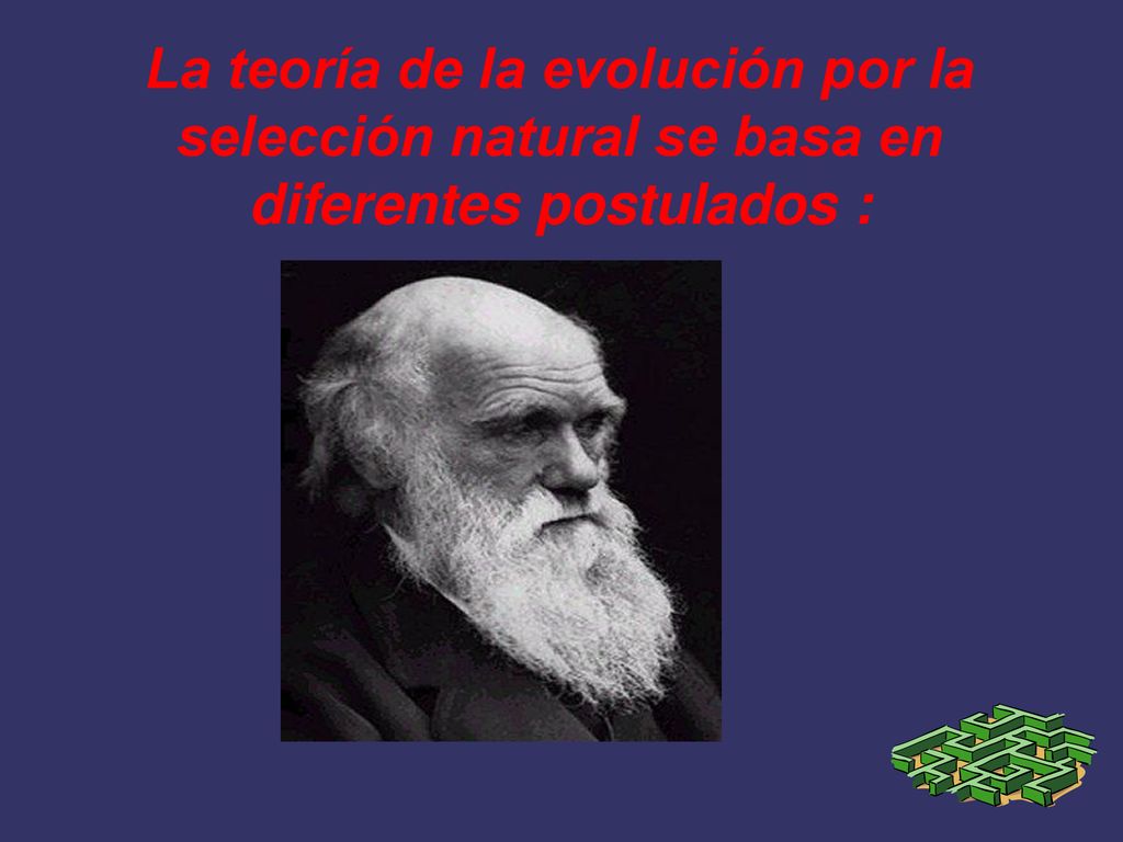 La teoría de la evolución por la selección natural se basa en diferentes postulados :