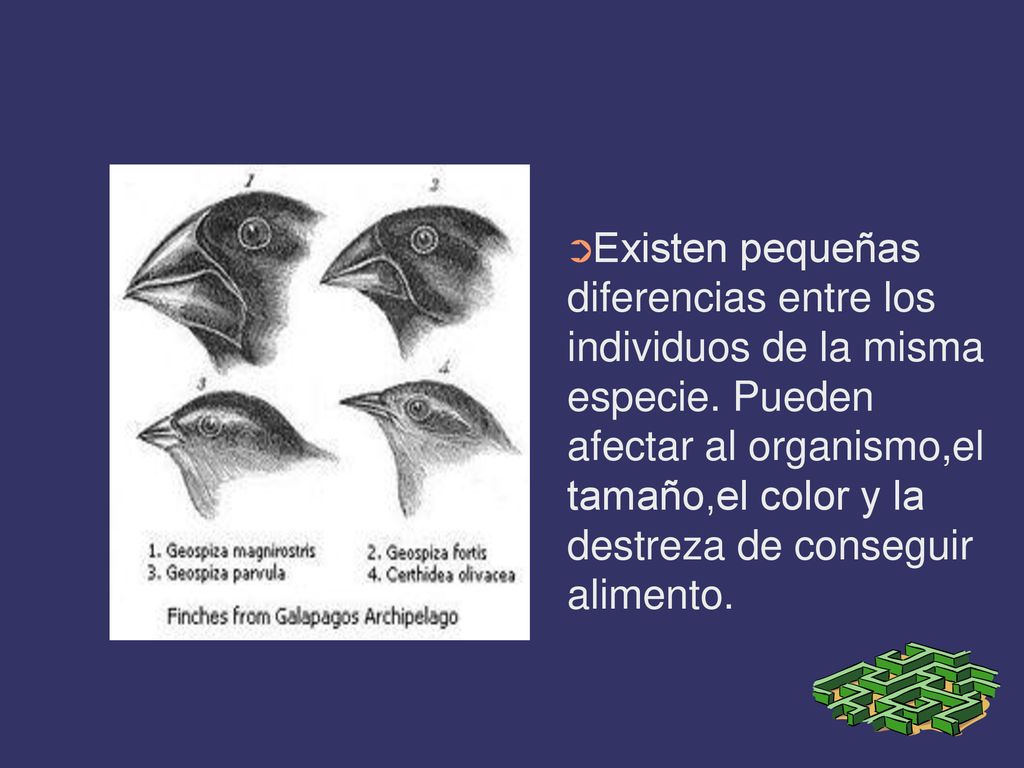 Existen pequeñas diferencias entre los individuos de la misma especie