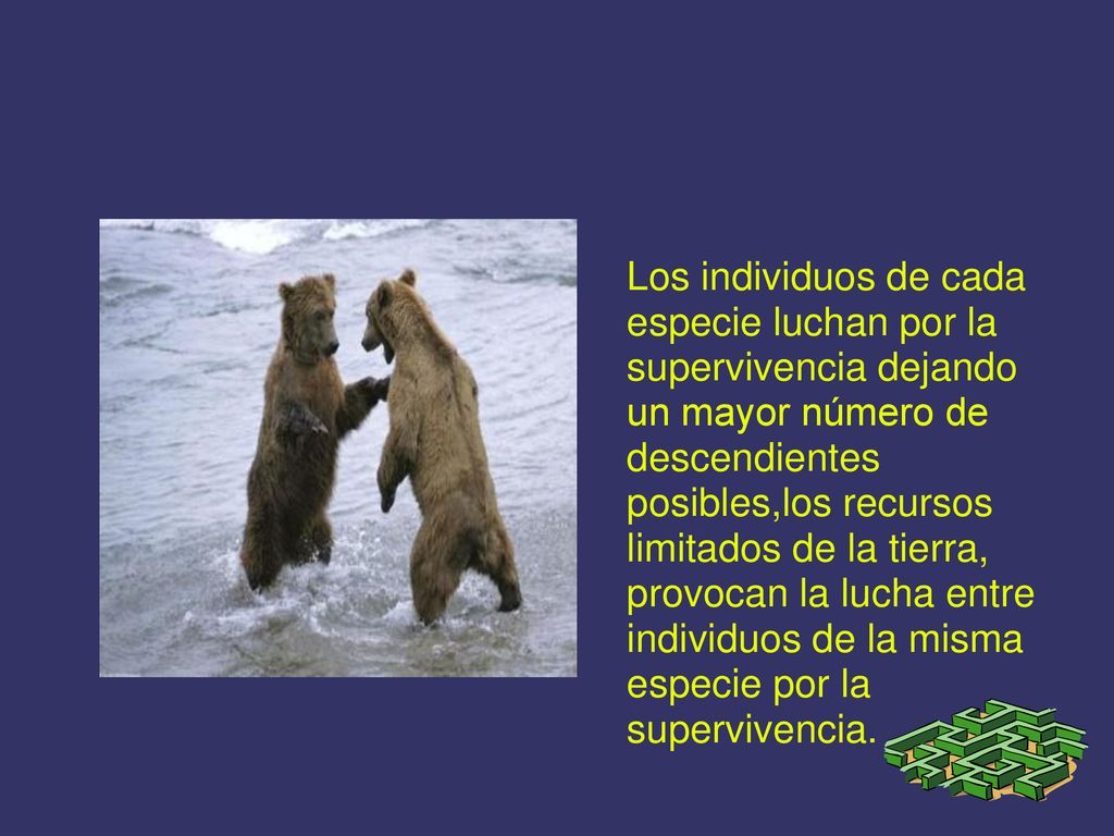 Los individuos de cada especie luchan por la supervivencia dejando un mayor número de descendientes posibles,los recursos limitados de la tierra, provocan la lucha entre individuos de la misma especie por la supervivencia.