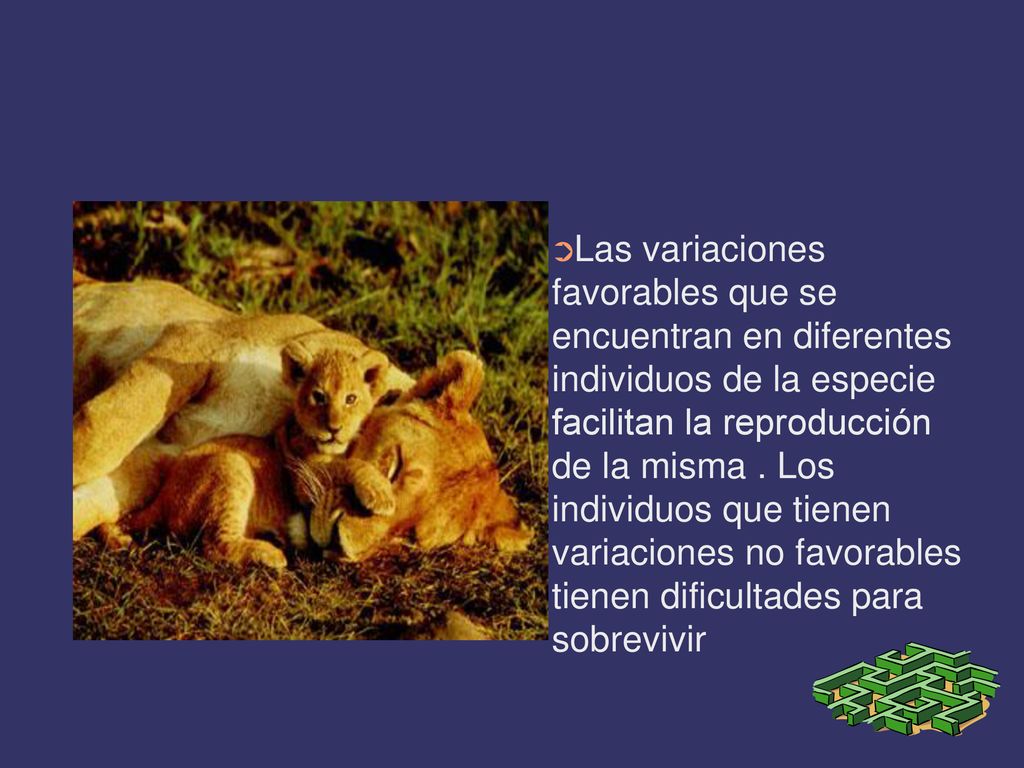 Las variaciones favorables que se encuentran en diferentes individuos de la especie facilitan la reproducción de la misma .