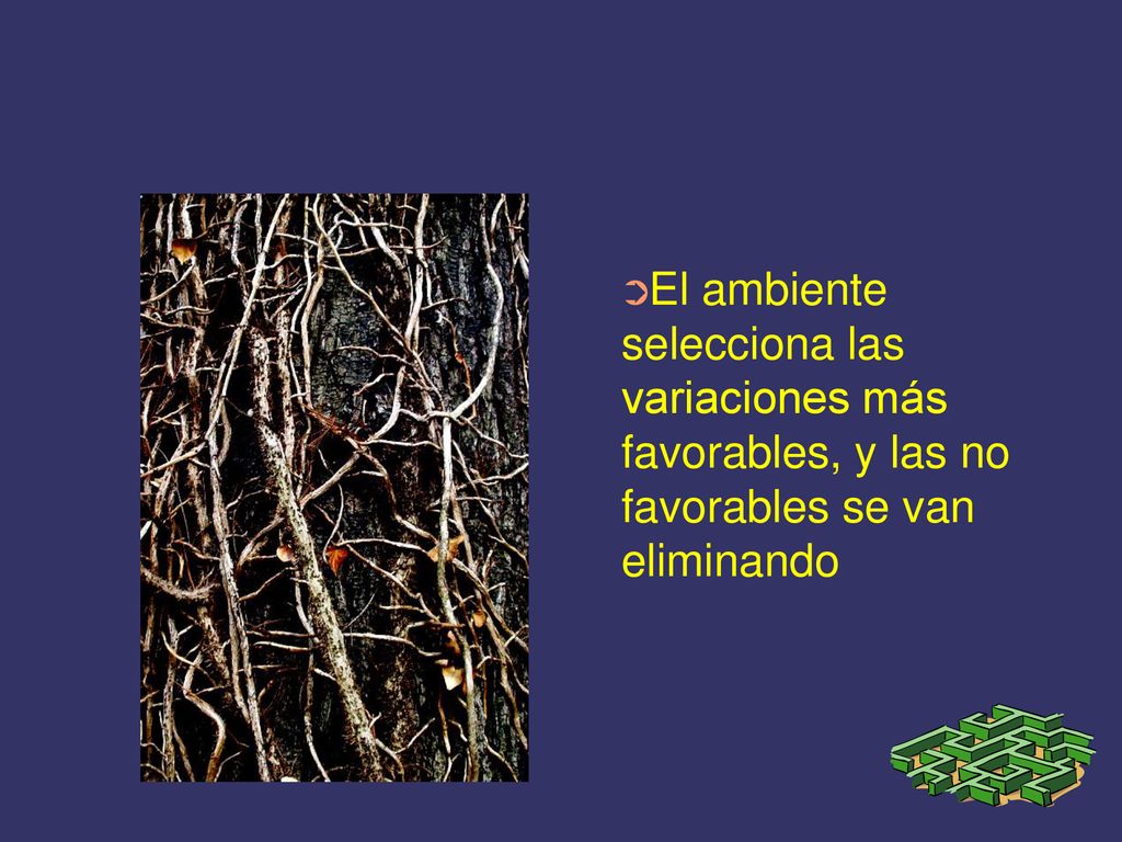 El ambiente selecciona las variaciones más favorables, y las no favorables se van eliminando