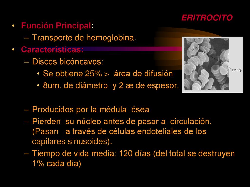 ERITROCITO Función Principal: Transporte de hemoglobina. Características: Discos bicóncavos: Se obtiene 25% > área de difusión.