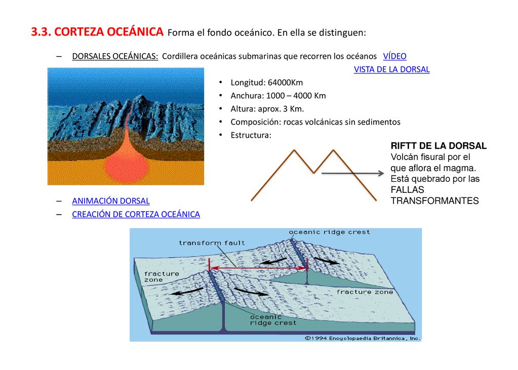 3.3. CORTEZA OCEÁNICA Forma el fondo oceánico. En ella se distinguen: