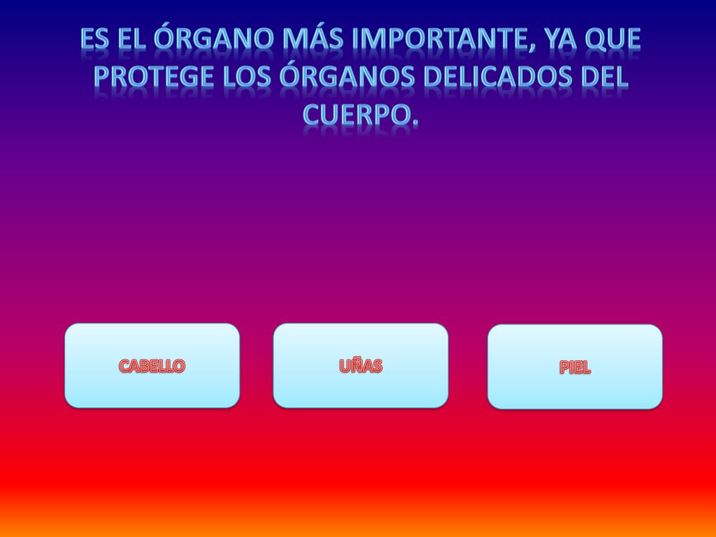es el órgano más importante, ya que protege los órganos delicados del cuerpo.