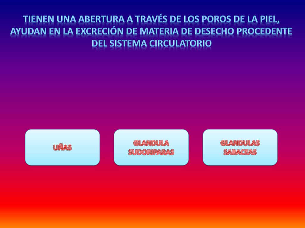 tienen una abertura a través de los poros de la piel, ayudan en la excreción de materia de desecho procedente del sistema circulatorio