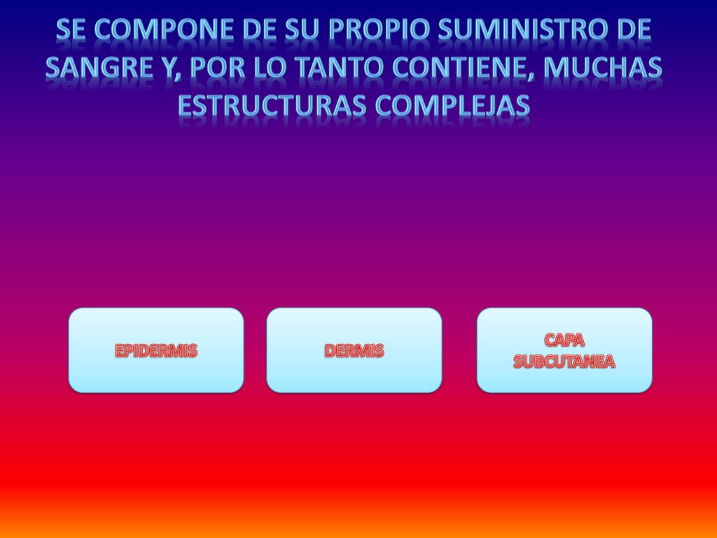 se compone de su propio suministro de sangre y, por lo tanto contiene, muchas estructuras complejas