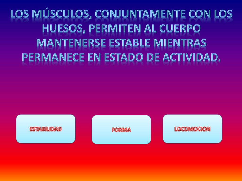 los músculos, conjuntamente con los huesos, permiten al cuerpo mantenerse estable mientras permanece en estado de actividad.