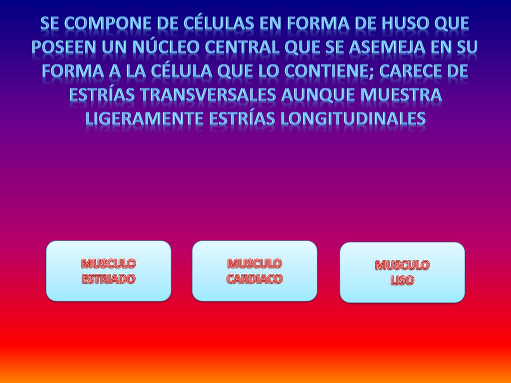 se compone de células en forma de huso que poseen un núcleo central que se asemeja en su forma a la célula que lo contiene; carece de estrías transversales aunque muestra ligeramente estrías longitudinales