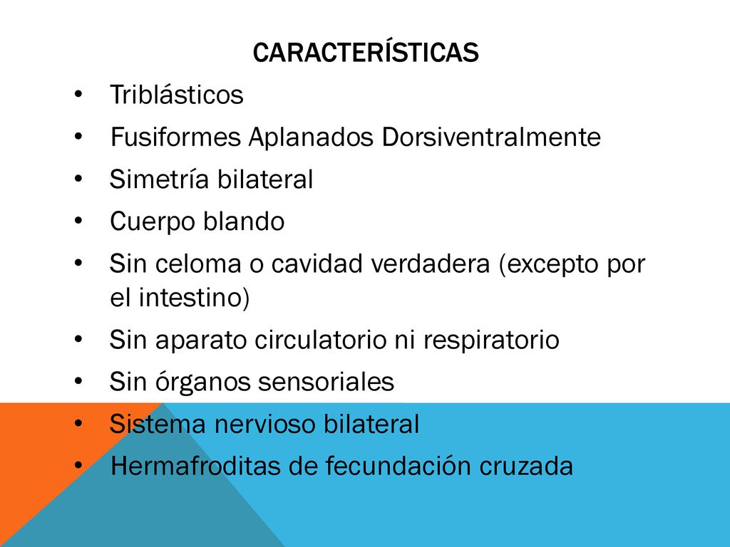 Características Triblásticos. Fusiformes Aplanados Dorsiventralmente. Simetría bilateral. Cuerpo blando.