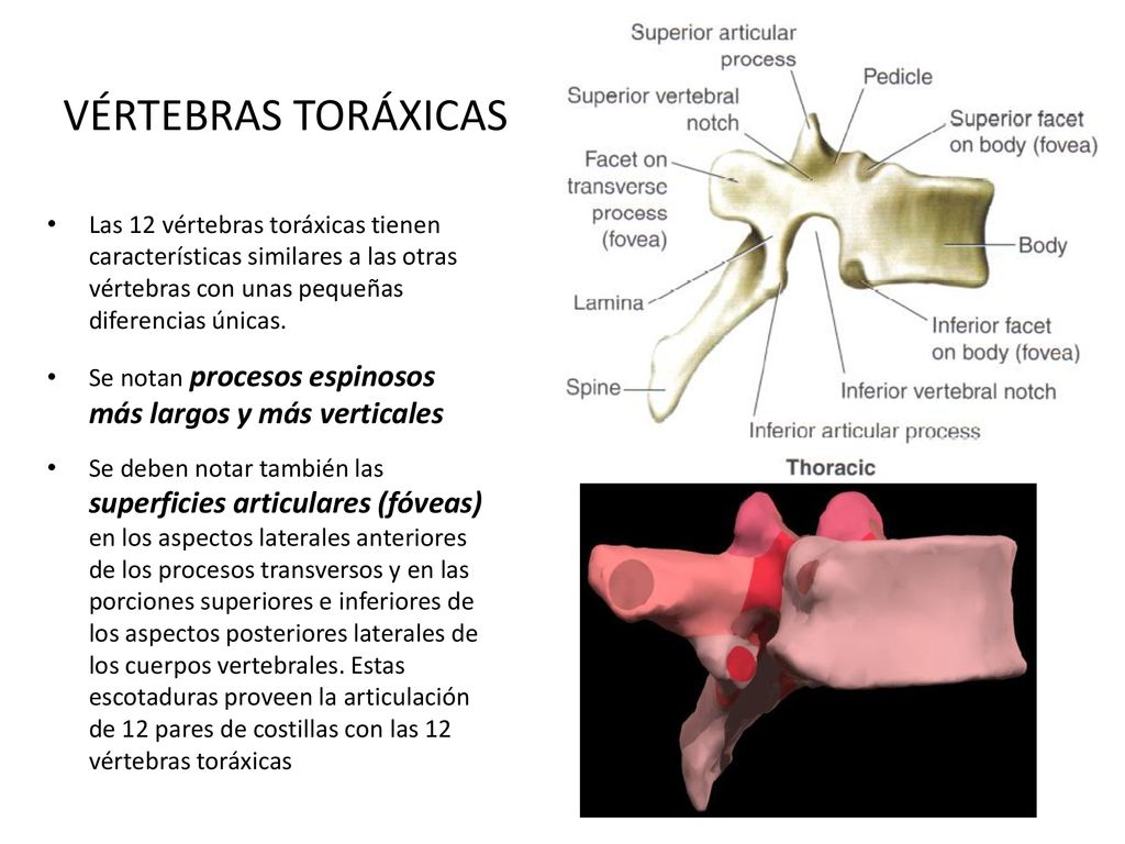 VÉRTEBRAS TORÁXICAS Las 12 vértebras toráxicas tienen características similares a las otras vértebras con unas pequeñas diferencias únicas.