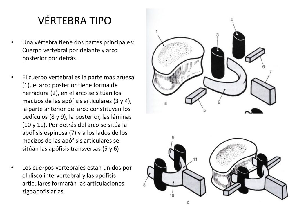 VÉRTEBRA TIPO Una vértebra tiene dos partes principales: Cuerpo vertebral por delante y arco posterior por detrás.
