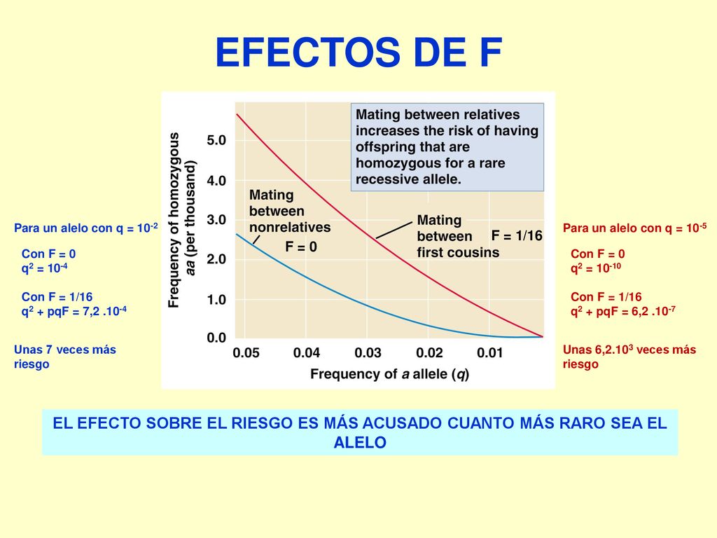 EL EFECTO SOBRE EL RIESGO ES MÁS ACUSADO CUANTO MÁS RARO SEA EL ALELO