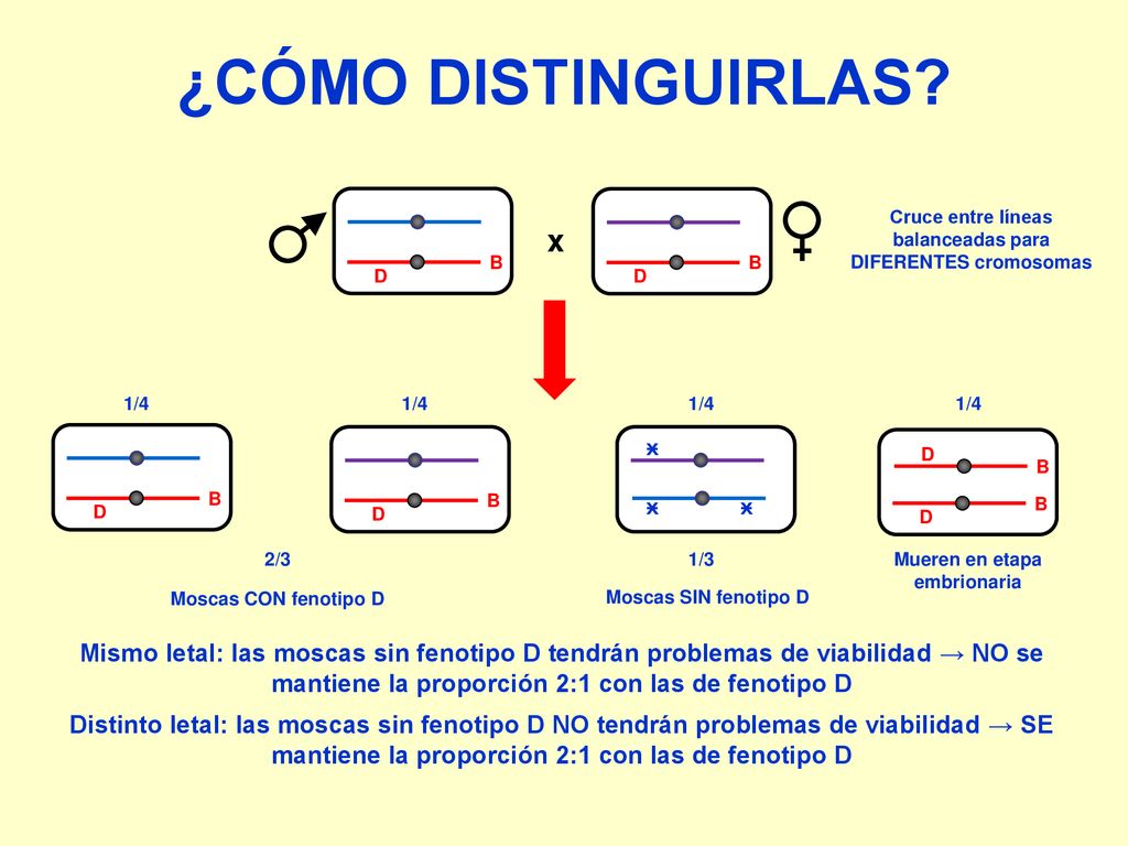 ¿CÓMO DISTINGUIRLAS B. D. B. D. Cruce entre líneas balanceadas para DIFERENTES cromosomas. x.