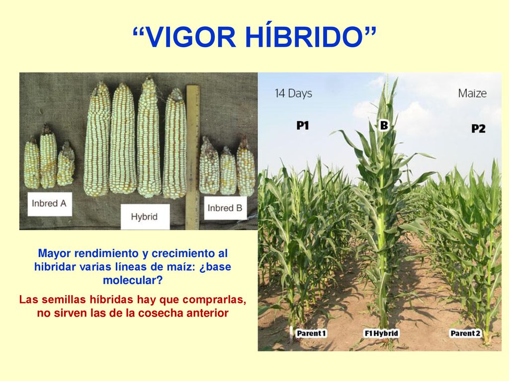 VIGOR HÍBRIDO Mayor rendimiento y crecimiento al hibridar varias líneas de maíz: ¿base molecular