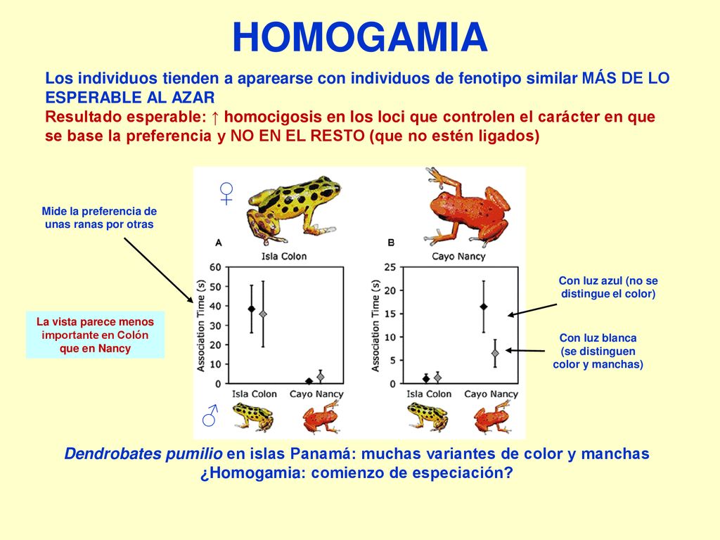 HOMOGAMIA Los individuos tienden a aparearse con individuos de fenotipo similar más de lo esperable al azar.