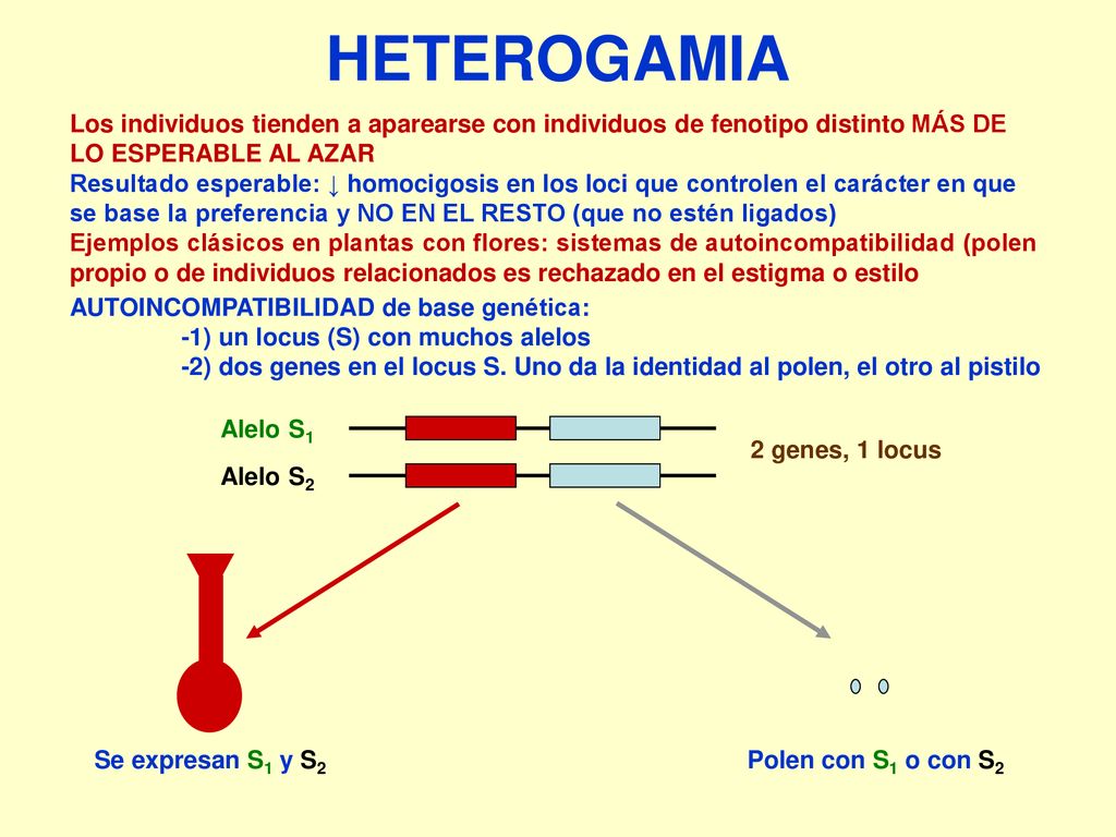 HETEROGAMIA Los individuos tienden a aparearse con individuos de fenotipo distinto más de lo esperable al azar.