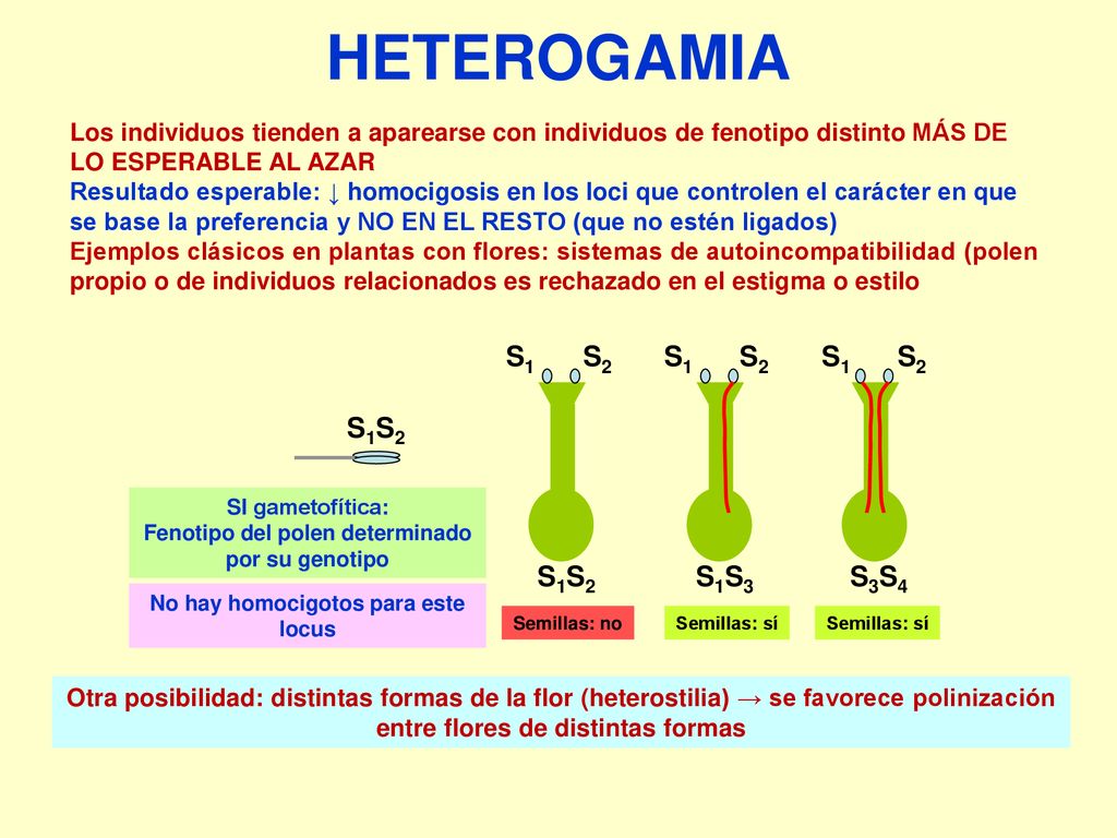 HETEROGAMIA S1 S2 S1S3 S1 S2 S3S4 S1 S2 S1S2 S1S2