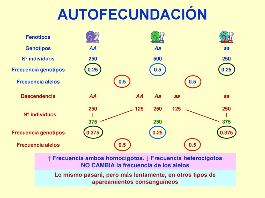 AUTOFECUNDACIÓN Fenotipos. Genotipos. Frecuencia genotipos. AA. Aa. aa Frecuencia alelos.
