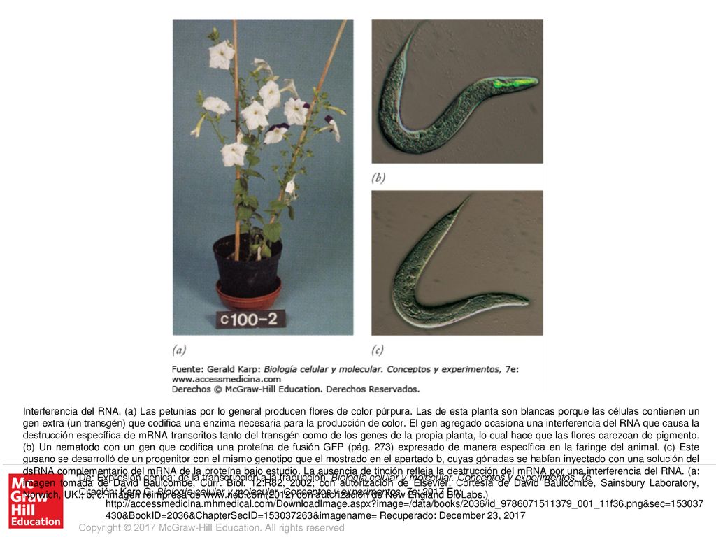 Interferencia del RNA. (a) Las petunias por lo general producen flores de color púrpura. Las de esta planta son blancas porque las células contienen un gen extra (un transgén) que codifica una enzima necesaria para la producción de color. El gen agregado ocasiona una interferencia del RNA que causa la destrucción específica de mRNA transcritos tanto del transgén como de los genes de la propia planta, lo cual hace que las flores carezcan de pigmento. (b) Un nematodo con un gen que codifica una proteína de fusión GFP (pág. 273) expresado de manera específica en la faringe del animal. (c) Este gusano se desarrolló de un progenitor con el mismo genotipo que el mostrado en el apartado b, cuyas gónadas se habían inyectado con una solución del dsRNA complementario del mRNA de la proteína bajo estudio. La ausencia de tinción refleja la destrucción del mRNA por una interferencia del RNA. (a: imagen tomada de David Baulcombe, Curr. Biol. 12:R82, 2002; con autorización de Elsevier. Cortesía de David Baulcombe, Sainsbury Laboratory, Norwich, UK.; b, c: imagen reimpresa de   con autorización de New England BioLabs.)