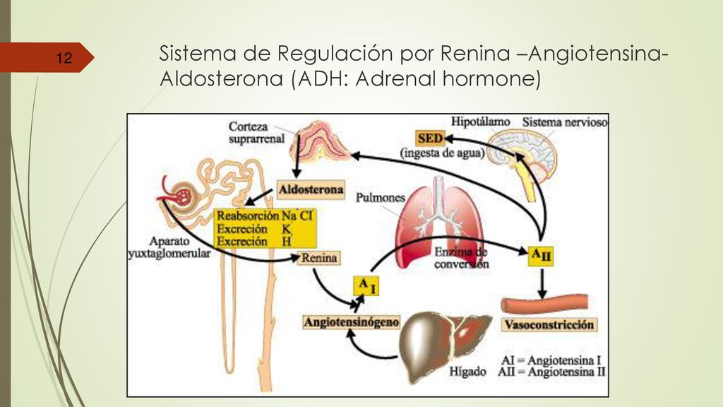Sistema de Regulación por Renina –Angiotensina- Aldosterona (ADH: Adrenal hormone)