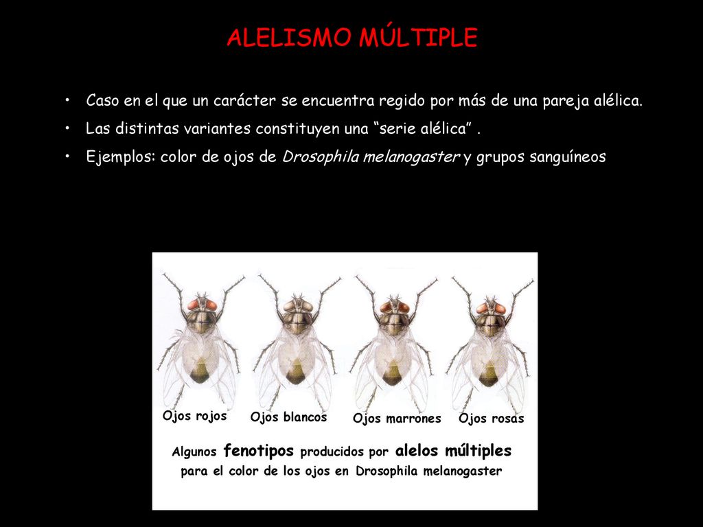 ALELISMO MÚLTIPLE Caso en el que un carácter se encuentra regido por más de una pareja alélica.