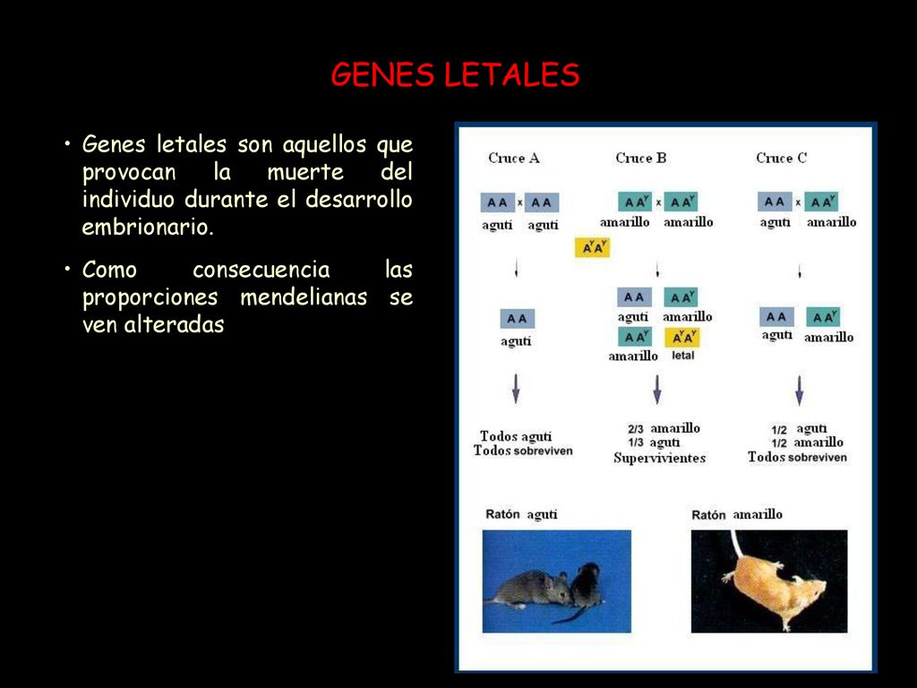 GENES LETALES Genes letales son aquellos que provocan la muerte del individuo durante el desarrollo embrionario.
