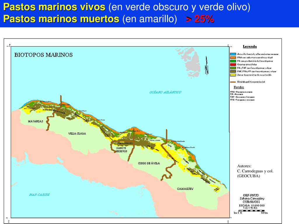 Pastos marinos vivos (en verde obscuro y verde olivo) Pastos marinos muertos (en amarillo) > 25%