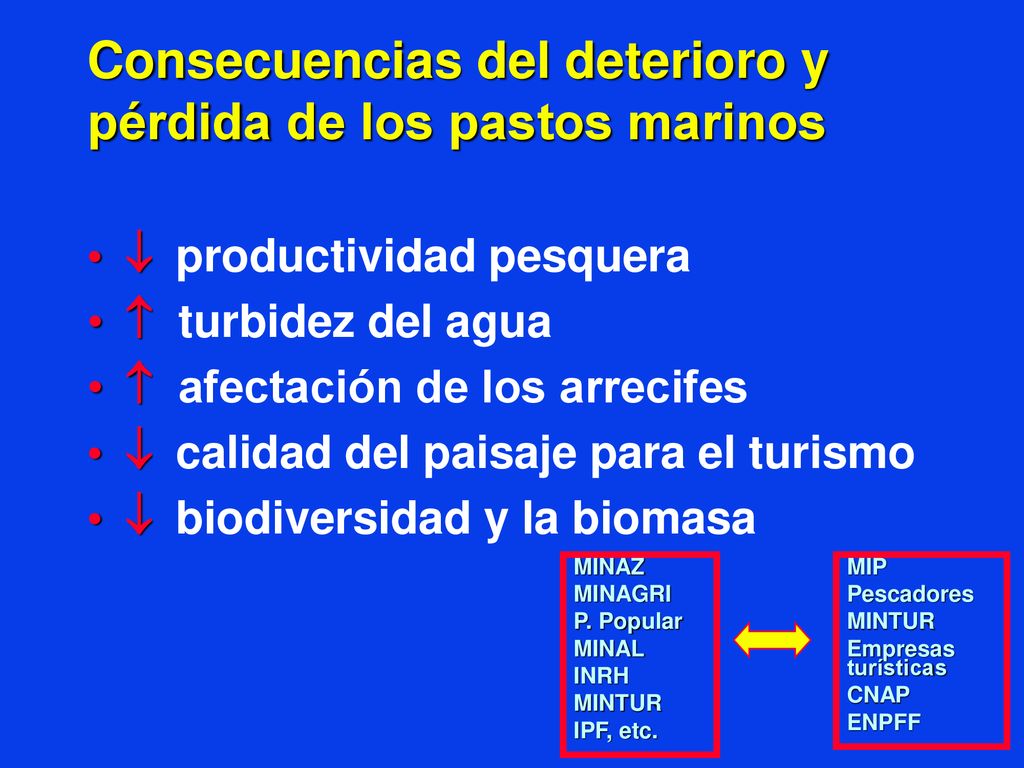 Consecuencias del deterioro y pérdida de los pastos marinos
