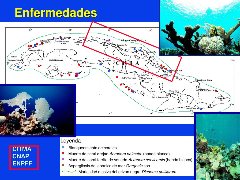 Enfermedades CITMA CNAP ENPFF Leyenda Blanqueamiento de corales