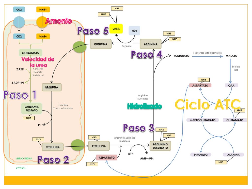 Ciclo ATC Paso 1 Paso 5 Paso 4 Paso 3 Paso 2 Amonio Hidrolizado