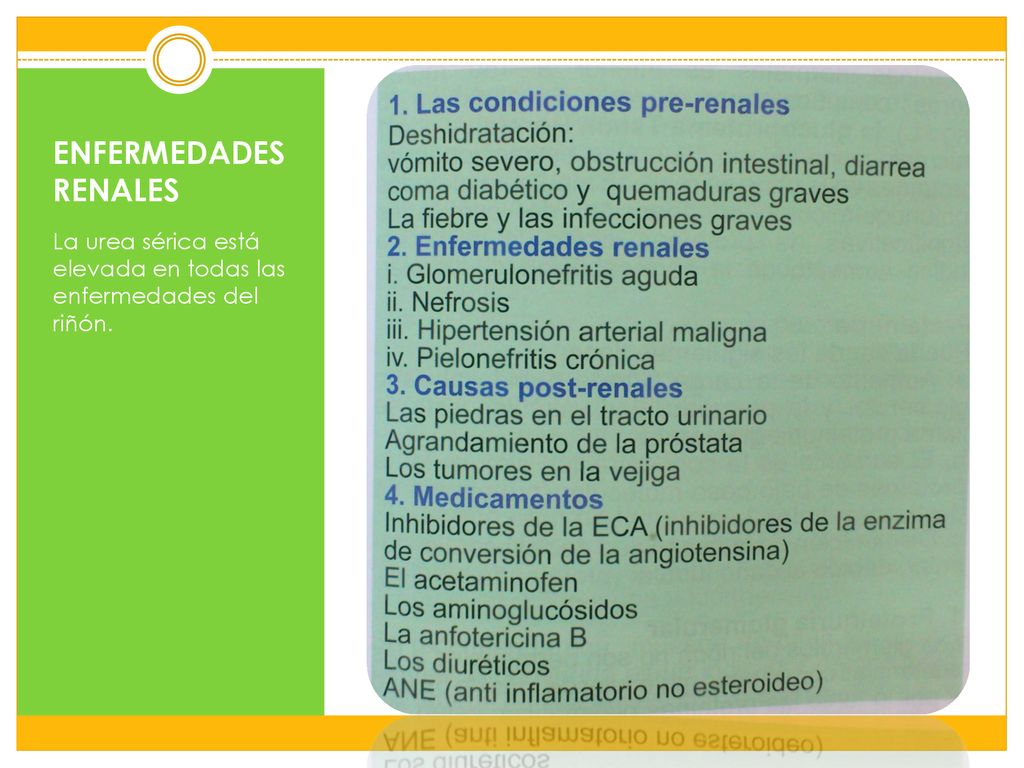 ENFERMEDADES RENALES La urea sérica está elevada en todas las enfermedades del riñón.