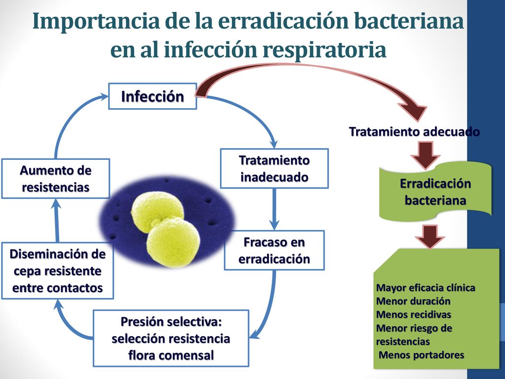 Importancia de la erradicación bacteriana en al infección respiratoria