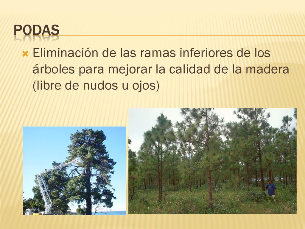 Podas Eliminación de las ramas inferiores de los árboles para mejorar la calidad de la madera (libre de nudos u ojos)