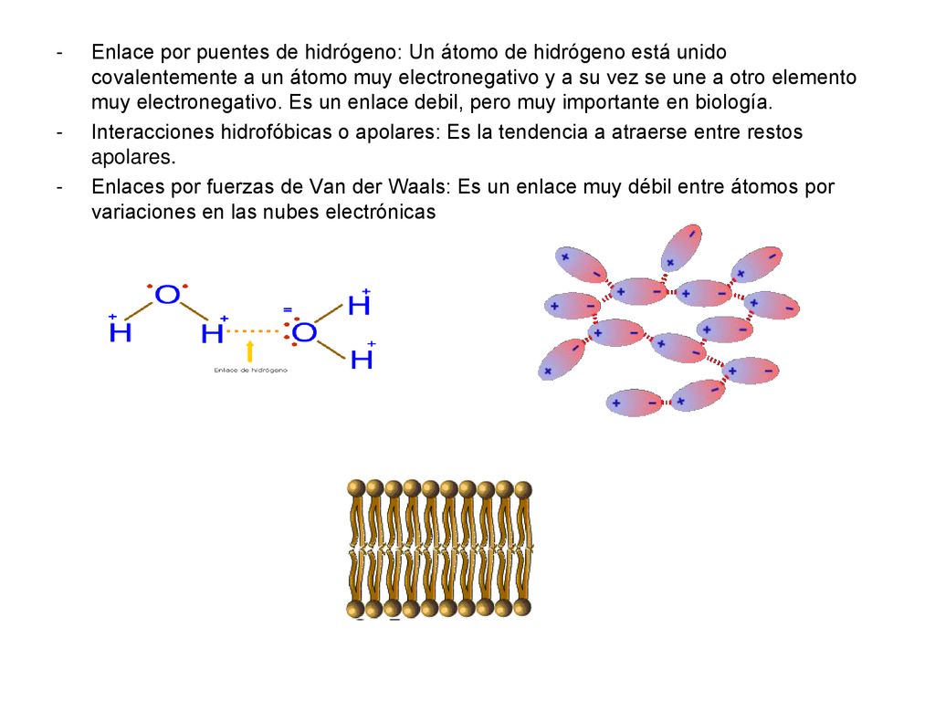 Enlace por puentes de hidrógeno: Un átomo de hidrógeno está unido covalentemente a un átomo muy electronegativo y a su vez se une a otro elemento muy electronegativo. Es un enlace debil, pero muy importante en biología.