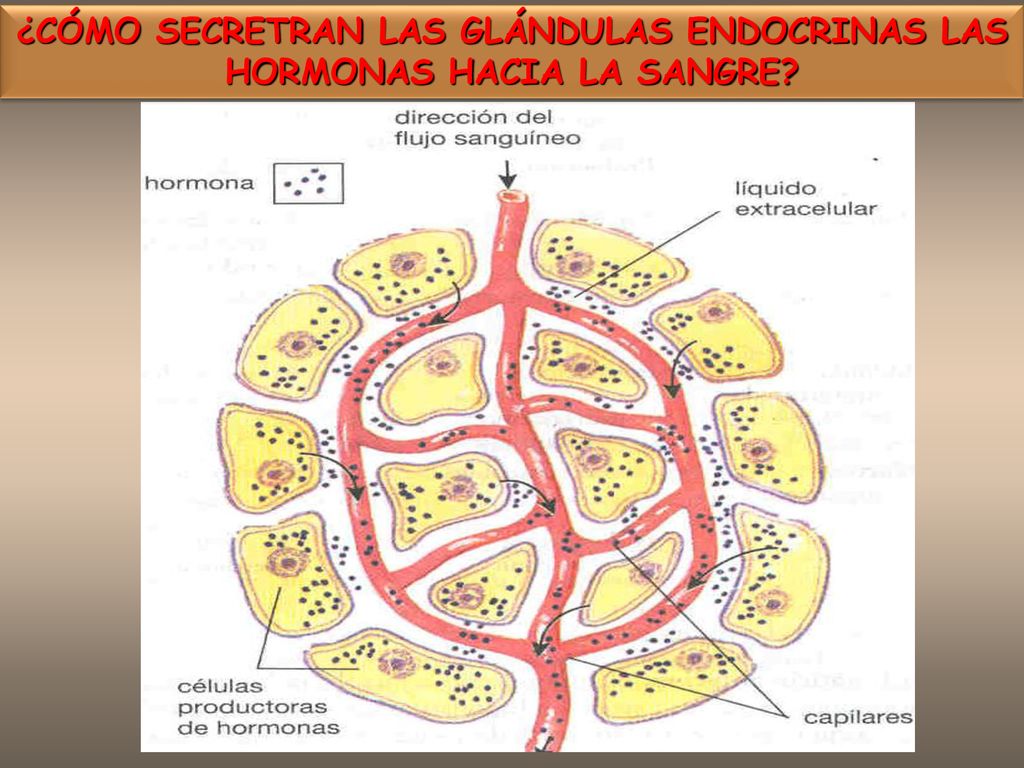 ¿CÓMO SECRETRAN LAS GLÁNDULAS ENDOCRINAS LAS HORMONAS HACIA LA SANGRE