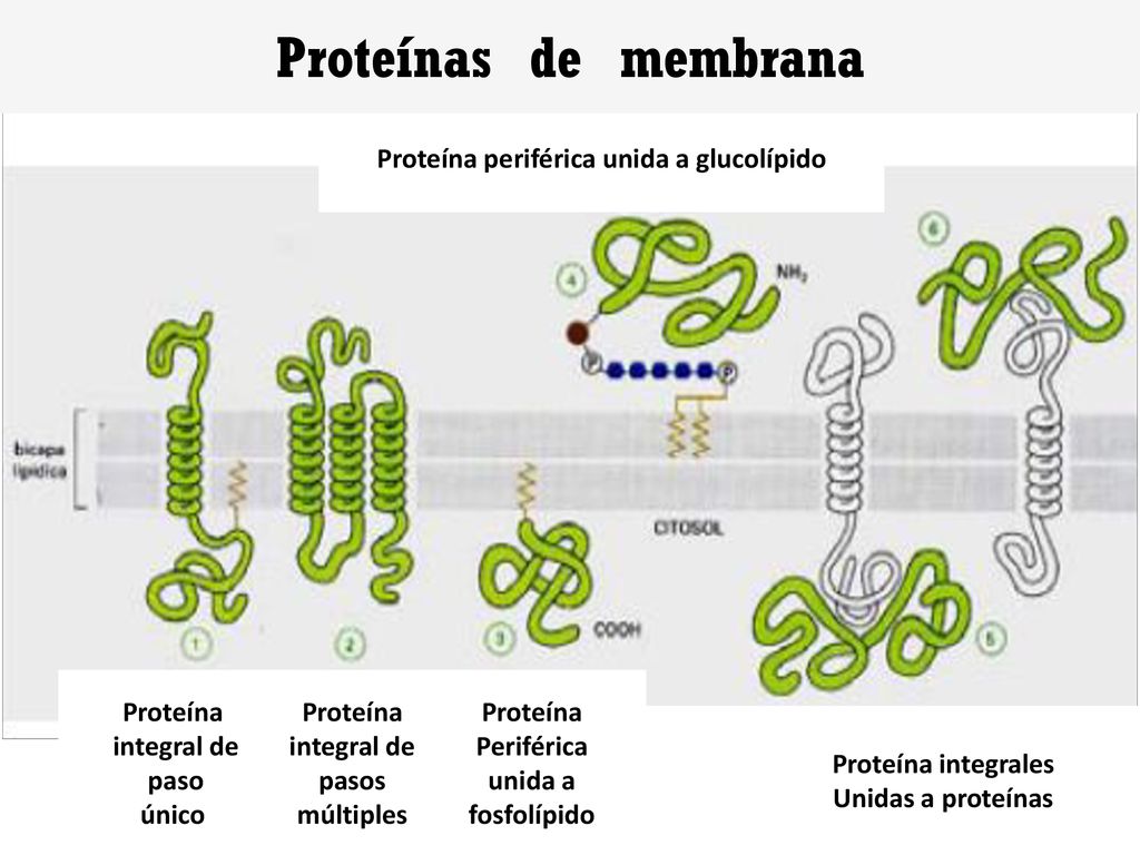 Proteinas(50%)