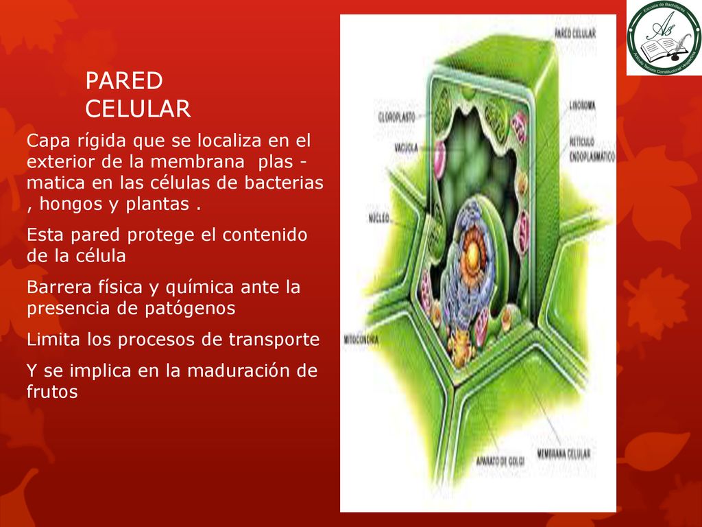 PARED CELULAR Capa rígida que se localiza en el exterior de la membrana plas - matica en las células de bacterias , hongos y plantas .