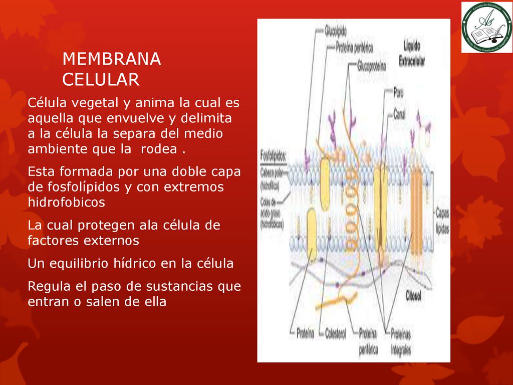 MEMBRANA CELULAR Célula vegetal y anima la cual es aquella que envuelve y delimita a la célula la separa del medio ambiente que la rodea .