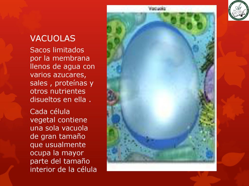VACUOLAS Sacos limitados por la membrana llenos de agua con varios azucares, sales , proteínas y otros nutrientes disueltos en ella .