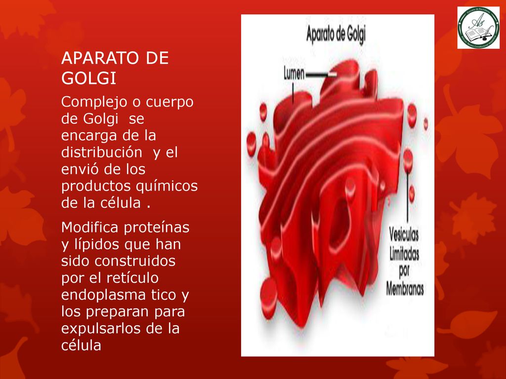 APARATO DE GOLGI Complejo o cuerpo de Golgi se encarga de la distribución y el envió de los productos químicos de la célula .