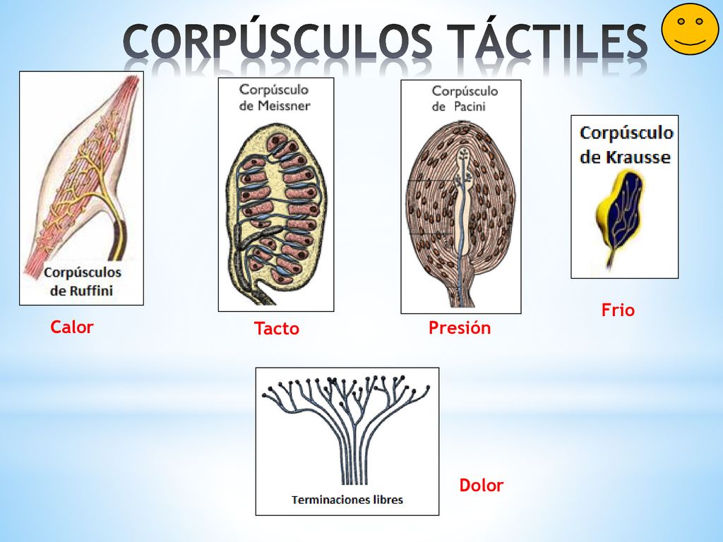 CORPÚSCULOS TÁCTILES Frio Calor Tacto Presión Dolor