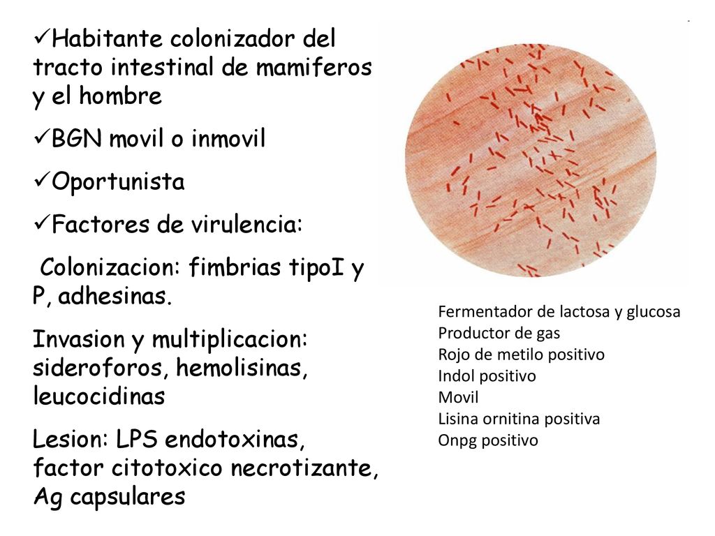 Habitante colonizador del tracto intestinal de mamiferos y el hombre