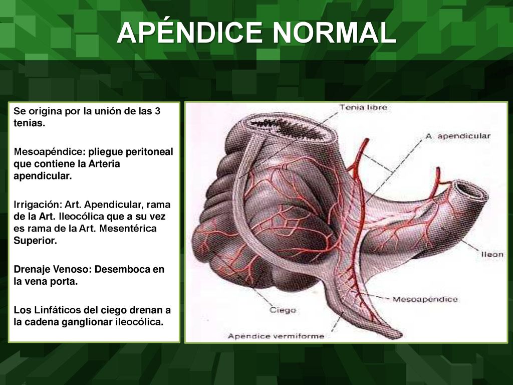 APÉNDICE NORMAL Se origina por la unión de las 3 tenias.