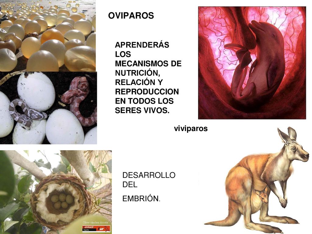 OVIPAROS APRENDERÁS LOS MECANISMOS DE NUTRICIÓN, RELACIÓN Y REPRODUCCION EN TODOS LOS SERES VIVOS. viviparos.